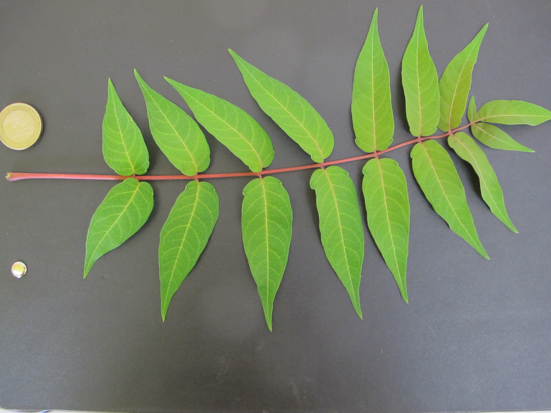 Ailanthus Altissima Honey Silk An Inspirational Invasive Navasota   Ailanthus Leaf And Leaflets 