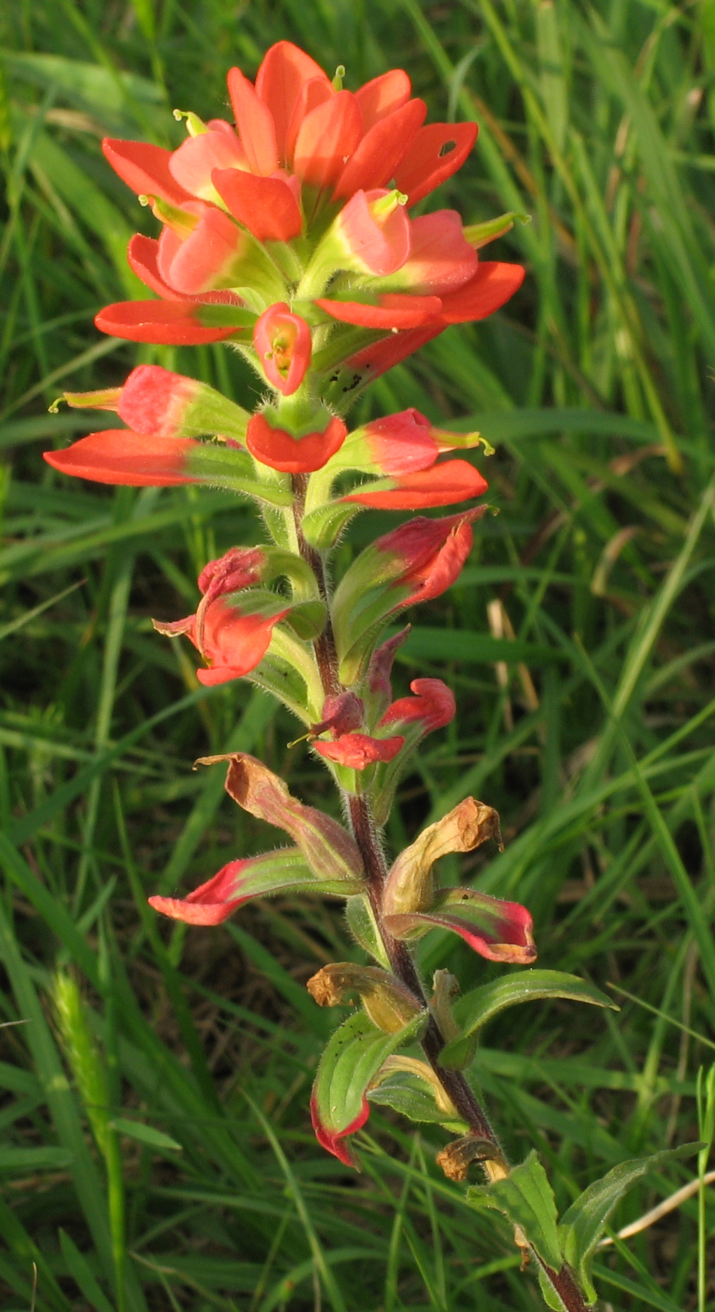 Castilleja indivisa – Roll out the red carpet | Navasota Examiner